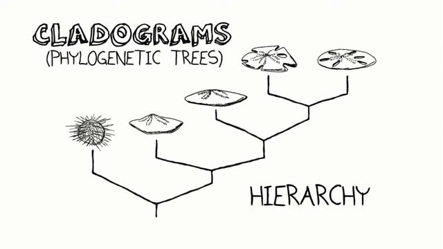 Filogenetik daraxt | Evolyutsiya va filogenetik daraxt | Biologiya смотреть онлайн