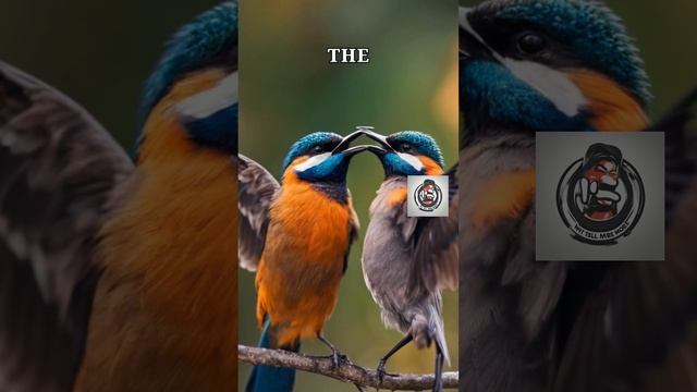 How Animals Communicate in the Wild (2024) смотреть онлайн