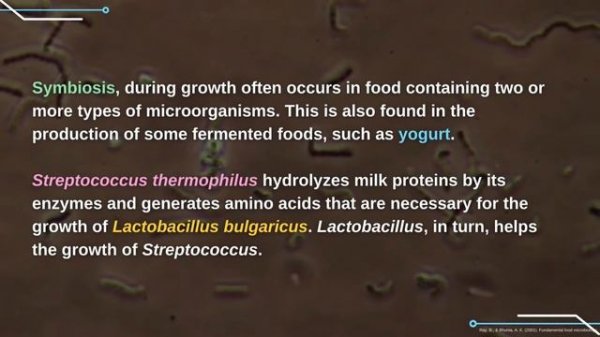 MicroVerse Project - Streptococcus thermophilus
