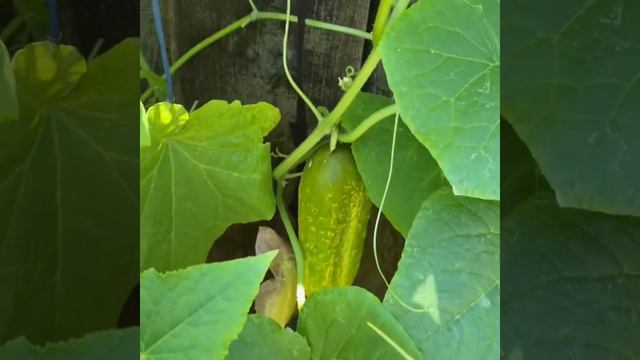 Cucumbers in containers l Container gardening | Boston pickling cucumber смотреть онлайн
