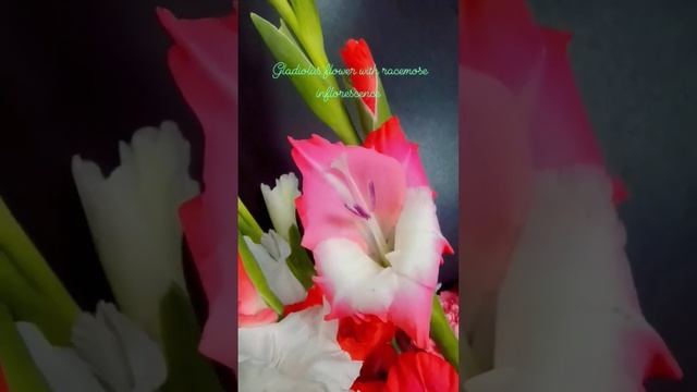 Gladiolus flower with racemose inflorescence смотреть онлайн