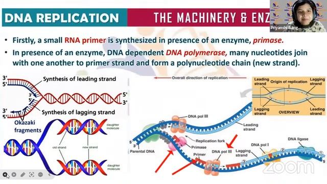 DNA Replication and Transcription | Molecular basis of inheritance| L3 | Class 12 | Biology смотреть онлайн