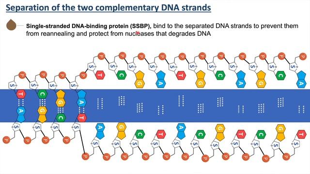 Initiation Of DNA Replication | What Is Origin Of Replication? | What Is Replication Fork?