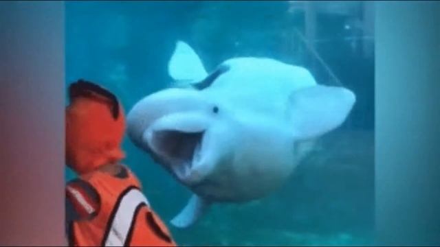 Самая вредная афалина смотреть онлайн