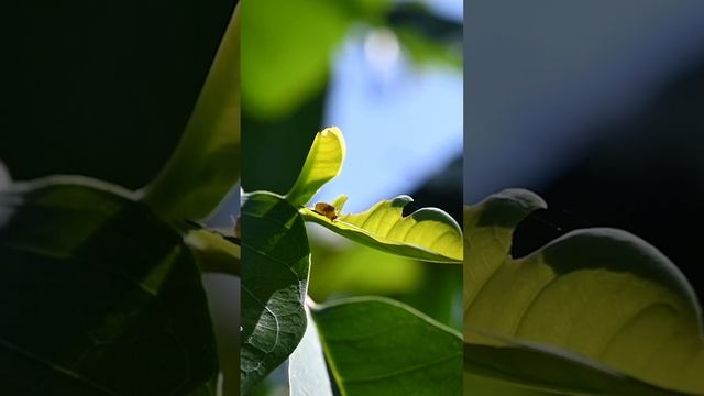 A Green Jay Caterpillar Just Born Is Consuming A Young Pond Apple Leaf #caterpillar #insect #insect