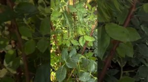 Французское Платье роза японской селекции