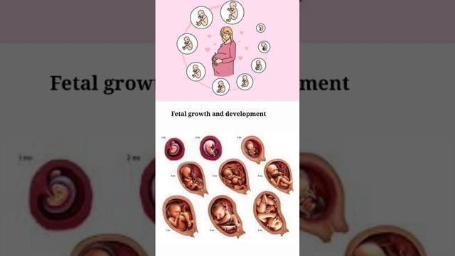 Fetal Growth And Development #shortsyoutube