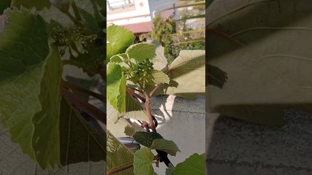 first fruiting on grapes plant смотреть онлайн