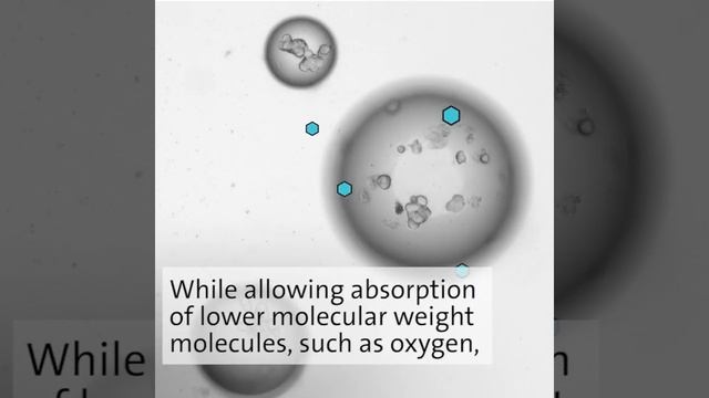 Encapsulated cells to fight cancer