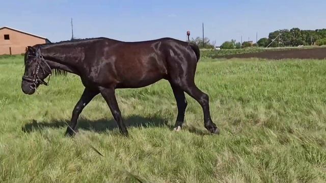 Цыган занятие 63 отчет+хроника смотреть онлайн