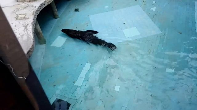 Литературные образы