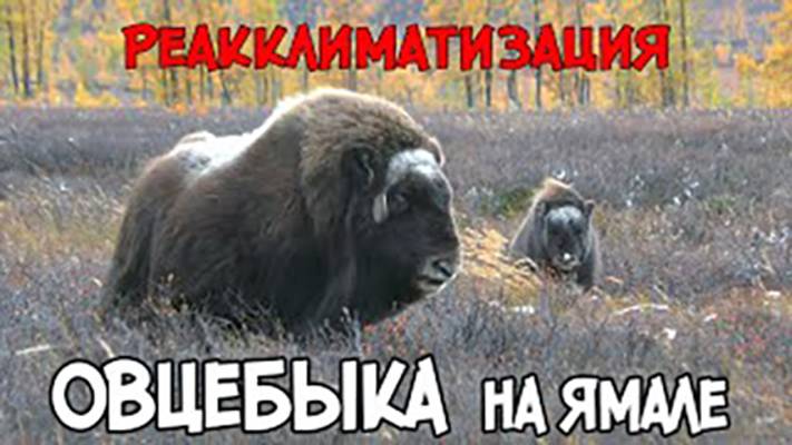 Реакклиматизация овцебыка на Ямале смотреть онлайн