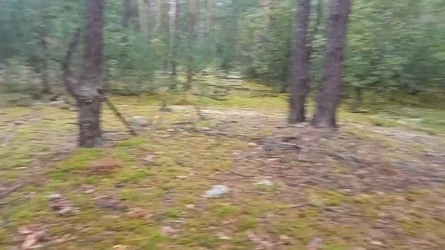 17 августа 2022 (живой мир) - лесная скамейка.