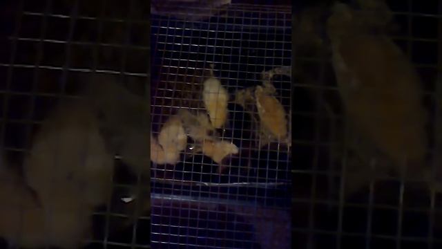 Недельные цыплята и утята.