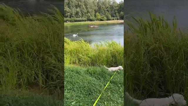 Выпускники (отзывы) нашего питомника #1 смотреть онлайн