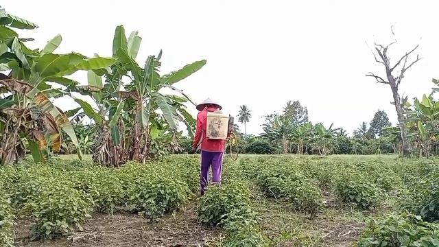 PEMBERIAN PUPUK NPK PADA TANAMAN LEBIH BAIK DITABUR ATAU DIKOCOR ? смотреть онлайн