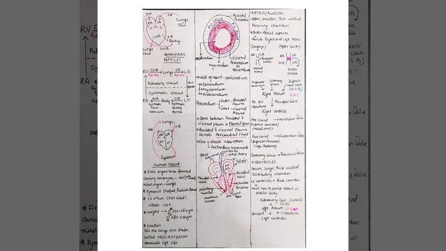 HAND MADE NOTES OF CH-17 BREATHING AND EXCHANGE OF GASES CLASS 11 BIOLOGY #NEET2021