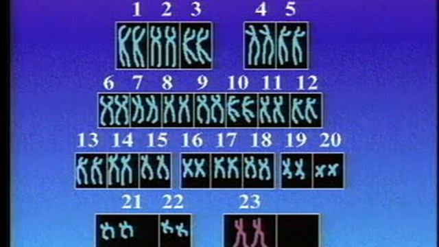 Introduction To Meiosis