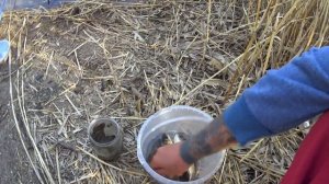 КАРАСЬ НА ФИДЕР в середине весны