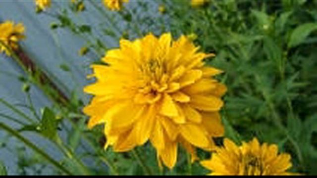 Стихотворение "Соседка" смотреть онлайн