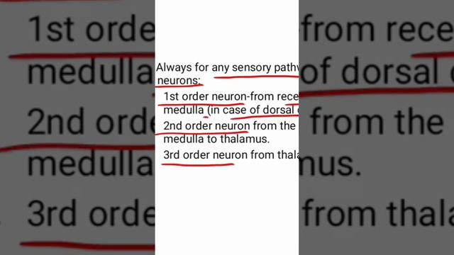 3 Orders of sensory pathway смотреть онлайн