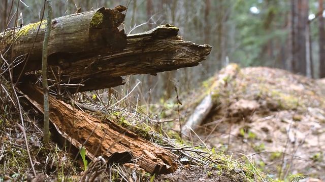 Весна в тверских лесах