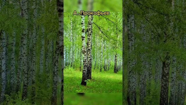 Люблю берёзку русскую"А.Прокофьев" #красивая #нарядная #сережки смотреть онлайн