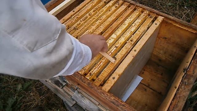 23.10.2019 г. Контрольная обработка пчел бипином. смотреть онлайн