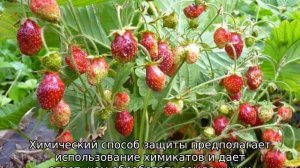 Чем обработать землянику от долгоносика во время цветения