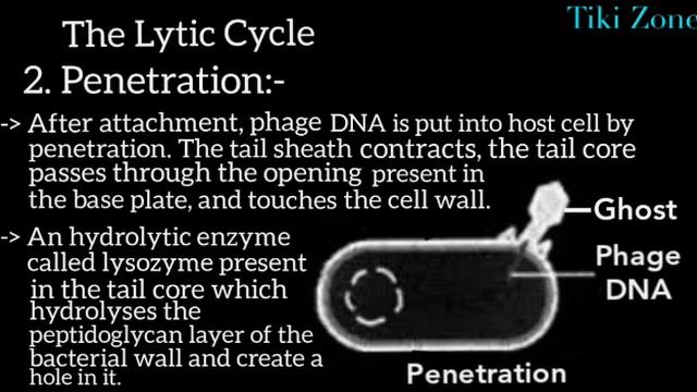 Lytic Cycle Of Viral Replication смотреть онлайн