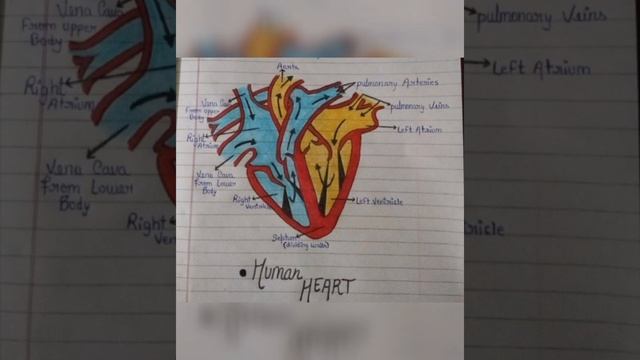 #Science Drawing#Neet Aspirant#Biology Loverll AIIMS Delhi Ll Hard Work LlMBBS Loverll