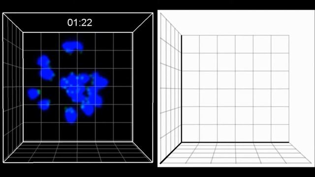 Bivalent separation into univalents precedes age-related meiosis I errors in oocytes смотреть онлайн