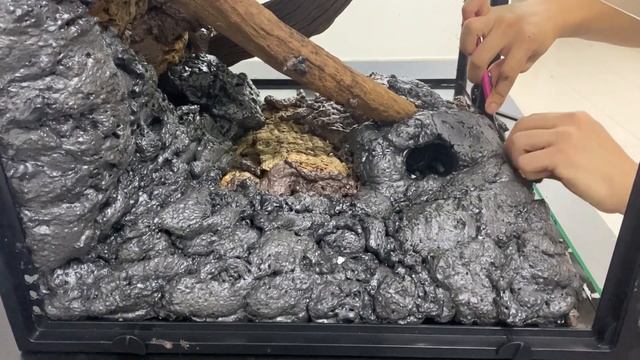 SET UP BIOACTIVE ENCLOSURE FOR THE FIRST TIME!!!