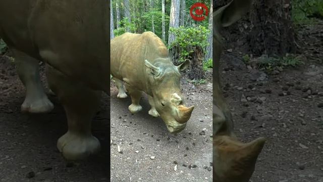 ARloopa - Rhino - 3D Model смотреть онлайн