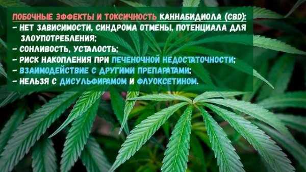 КБД (каннабидиол) от рака и нервных болезней 🌿🌿🌿