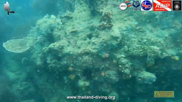 🤿koh sak, koh krok, its turtles and puffer fish, a 5* IDC Thailand Diving dive site in Pattaya смотреть онлайн