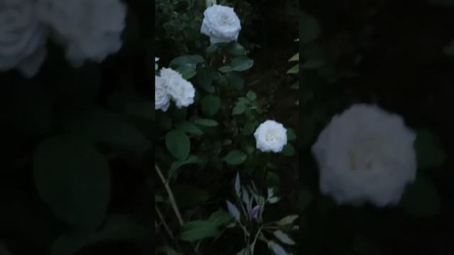 Флоксы, белая роза,возможно название Анастасия