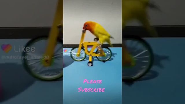 Birds video 🕊️🕊️ смотреть онлайн