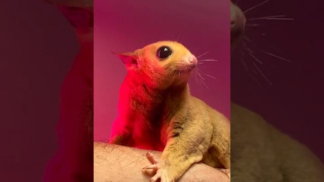 Австралийская белка летяга или сахарный поссум Sugar Gliders