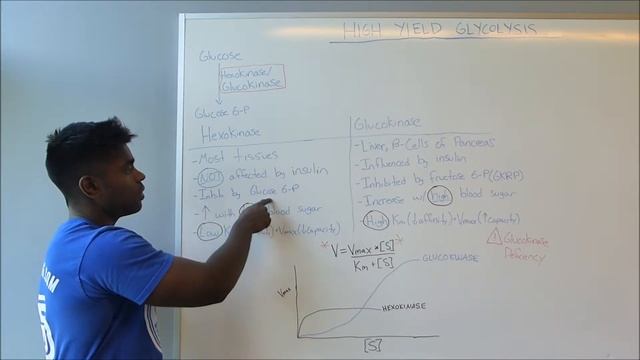 Hexokinase vs Glucokinase USMLE HIGH YIELD MADE EASY! смотреть онлайн
