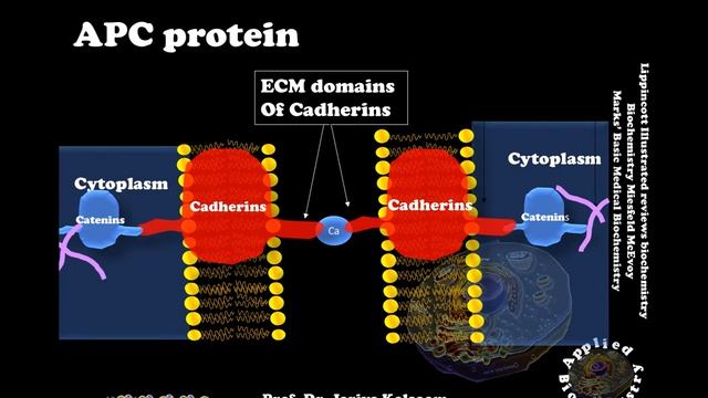 CANCER & TUMOR SUPPRESSOR GENES