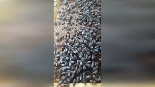 Сергей Рауш 2019 Племенная матка Тройзек 07 №8 от Тислера смотреть онлайн