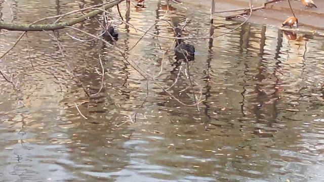 Московский зоопарк. Черный лебедь.