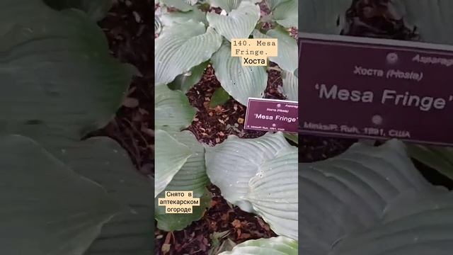 140. Mesa Fringe. Хоста #MesFringe. #Хоста #hosta #большаяхоста #темныйлист