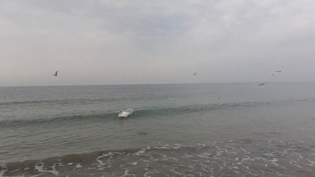 Помогаем лебедю. Ятеяние смотреть онлайн