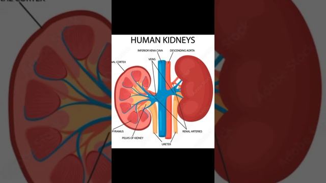 Why Do I Have Kidneys ? #Facts #Knowledge #GeneralKnowledge