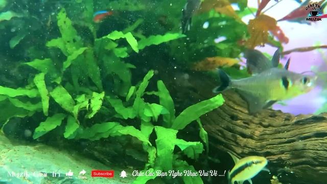 Nhạc không Lời Buổi Sáng Ngắm Cá Thư Giãn ➤Hòa Tấu Rumba Guitar Cafe Buổi Sáng , Nhạc Phòng Trà #20 смотреть онлайн