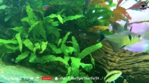 Nhạc không Lời Buổi Sáng Ngắm Cá Thư Giãn ➤Hòa Tấu Rumba Guitar Cafe Buổi Sáng , Nhạc Phòng Trà #20