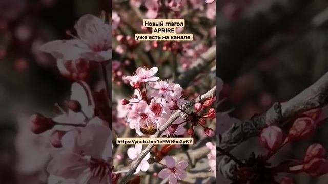 слушайте спряжение итальянского глагола aprire смотреть онлайн
