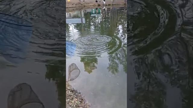 поимки смотреть онлайн